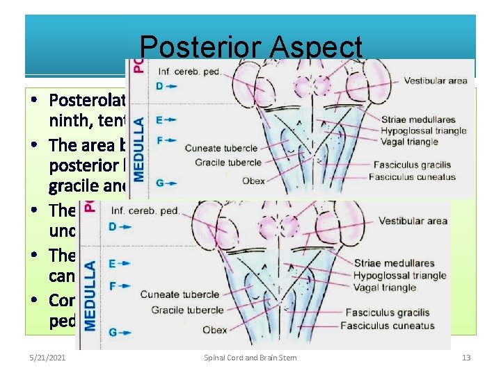 Posterior Aspect • Posterolateral sulcus lies in line with dorsal roots and ninth, tenth