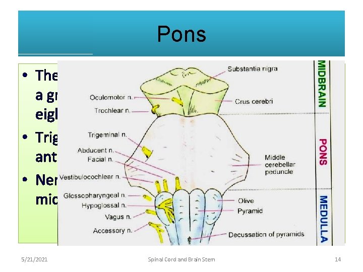 Pons • The junction of pons and medulla is marked by a groove through