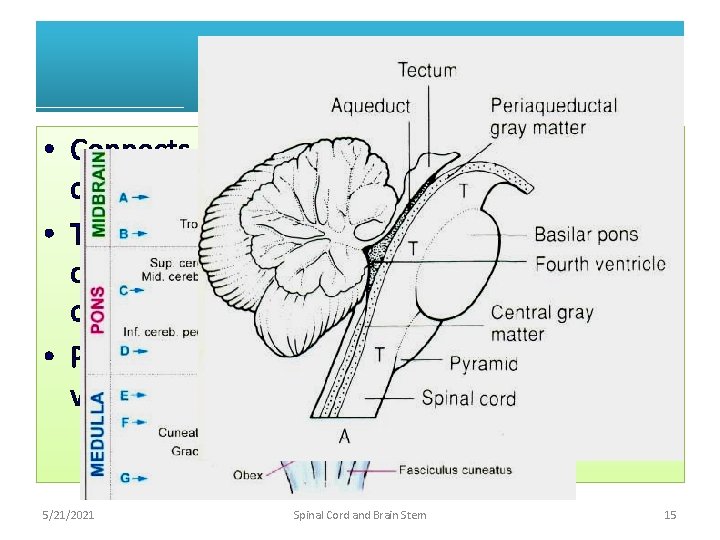 Pons ctd. • Connects to cerebellum by the middle cerebellar peduncle • The lateral