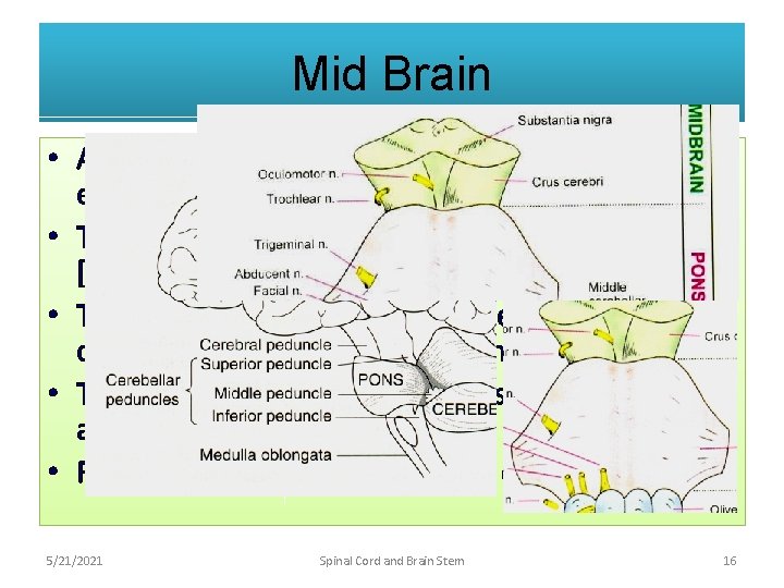 Mid Brain • Anteriorly two large bundles of fibers are seen on either side