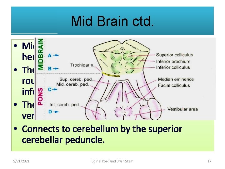 Mid Brain ctd. • Midbrain is continuous with cerebral hemisphers above • The posterior
