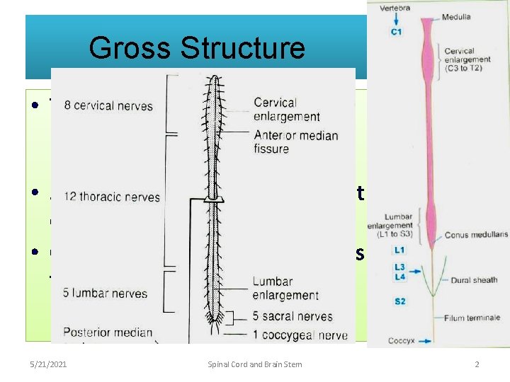 Gross Structure • The upper end continues as the medulla oblongata at the upper
