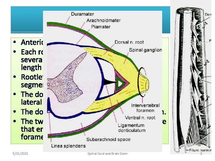Nerve Roots • Anterior and posterior nerve roots. • Each root is formed by