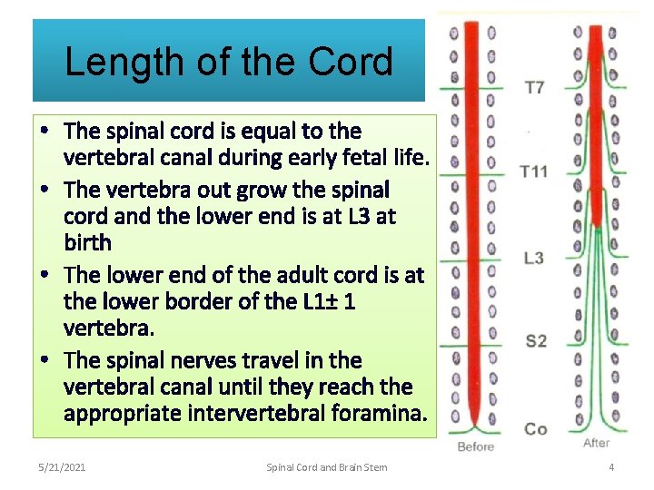 Length of the Cord • The spinal cord is equal to the vertebral canal