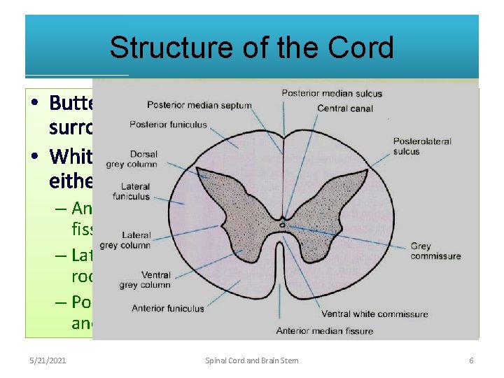 Structure of the Cord • Butterfly shaped [H shaped] gray matter surrounded by white