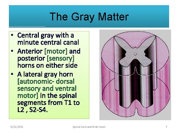 The Gray Matter • Central gray with a minute central canal • Anterior [motor]