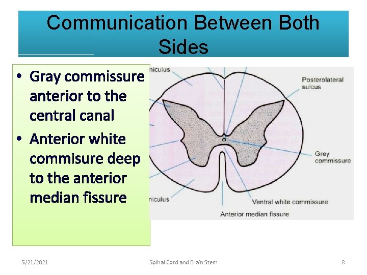 Communication Between Both Sides • Gray commissure anterior to the central canal • Anterior