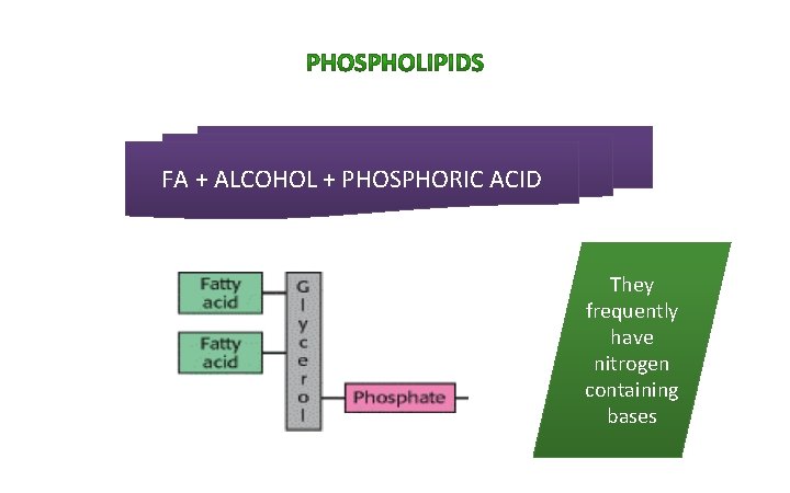 FA + ALCOHOL + PHOSPHORIC ACID They frequently have nitrogen containing bases 