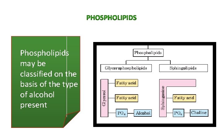Phospholipids may be classified on the basis of the type of alcohol present 