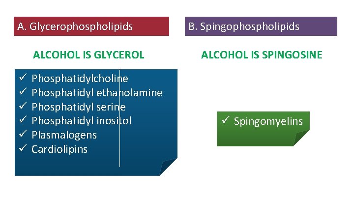 A. Glycerophospholipids ALCOHOL IS GLYCEROL ü ü ü Phosphatidylcholine Phosphatidyl ethanolamine Phosphatidyl serine Phosphatidyl