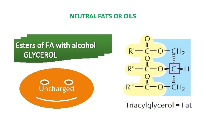 NEUTRAL FATS OR OILS Esters of FA with alcohol GLYCEROL Uncharged 