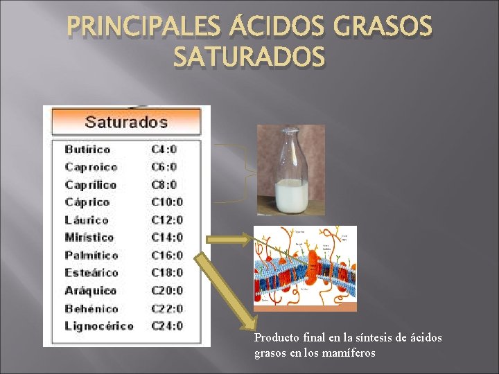 PRINCIPALES ÁCIDOS GRASOS SATURADOS Producto final en la síntesis de ácidos grasos en los