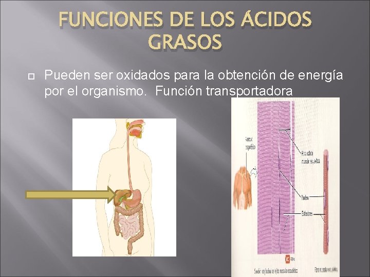 FUNCIONES DE LOS ÁCIDOS GRASOS Pueden ser oxidados para la obtención de energía por