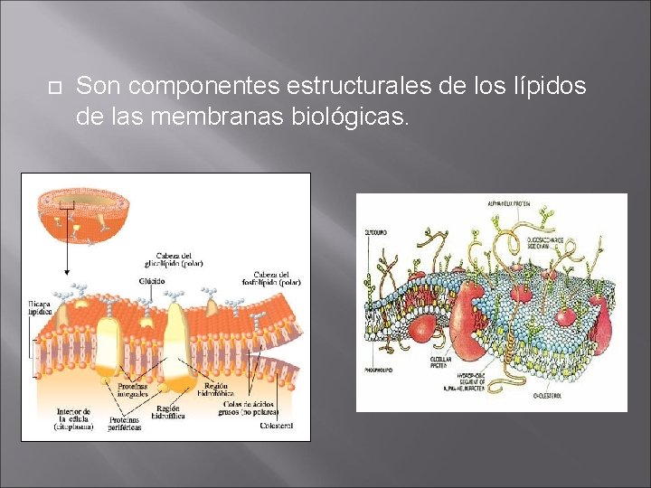  Son componentes estructurales de los lípidos de las membranas biológicas. 