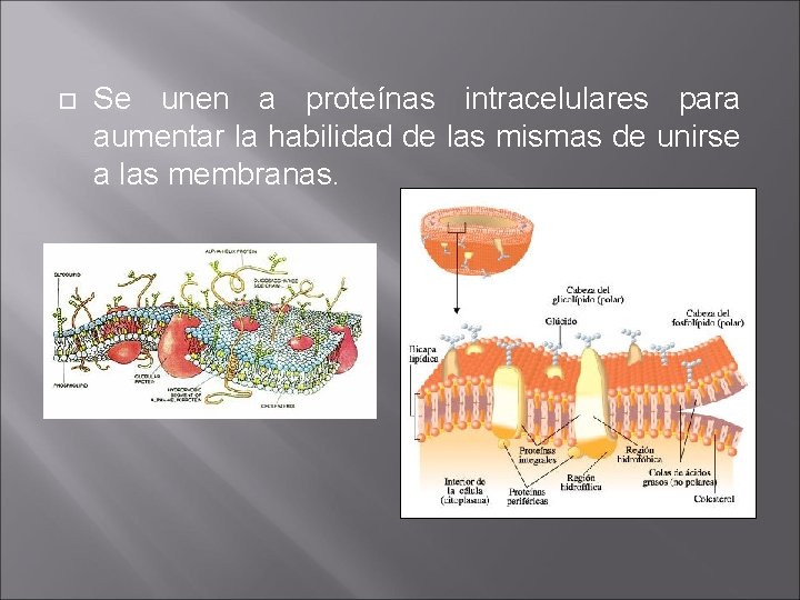  Se unen a proteínas intracelulares para aumentar la habilidad de las mismas de