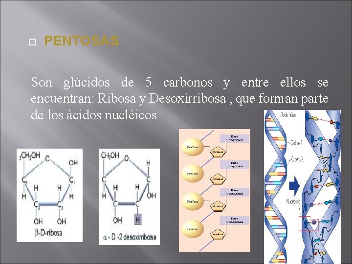  PENTOSAS Son glúcidos de 5 carbonos y entre ellos se encuentran: Ribosa y