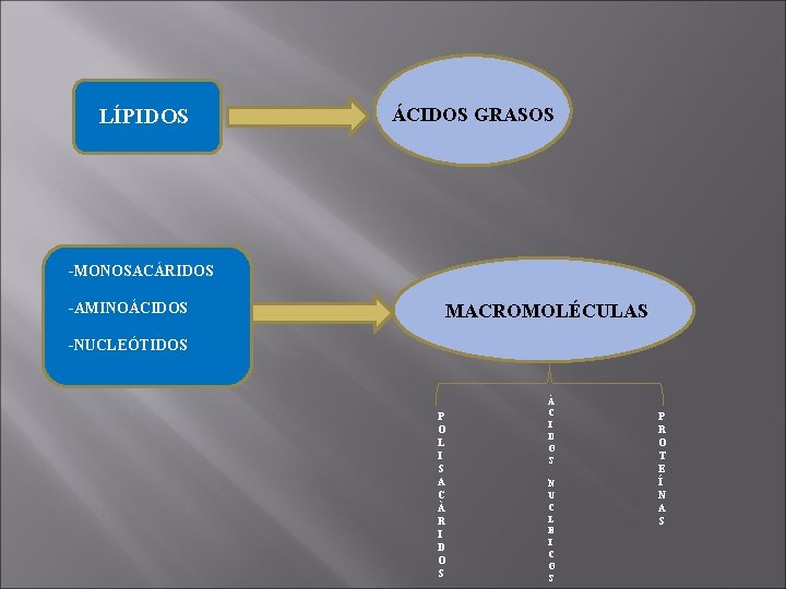 LÍPIDOS ÁCIDOS GRASOS -MONOSACÁRIDOS -AMINOÁCIDOS MACROMOLÉCULAS -NUCLEÓTIDOS P O L I S A C