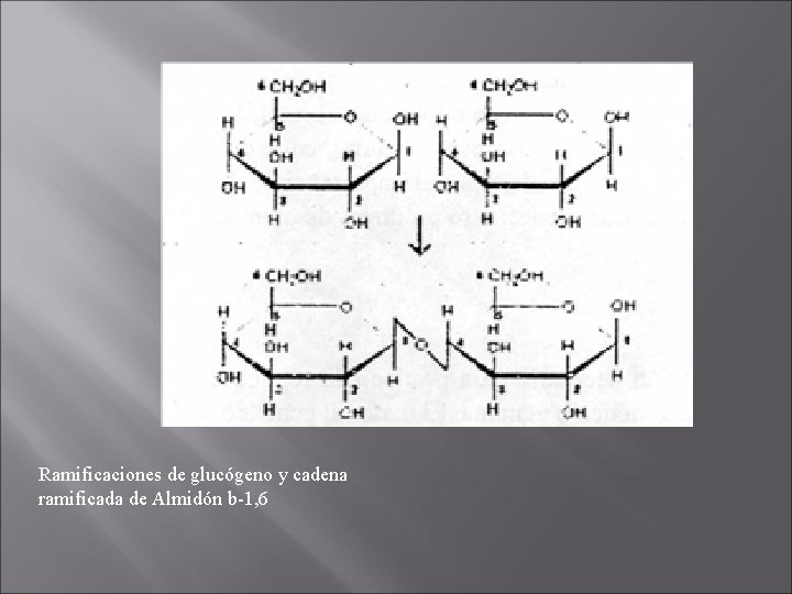 Ramificaciones de glucógeno y cadena ramificada de Almidón b-1, 6 