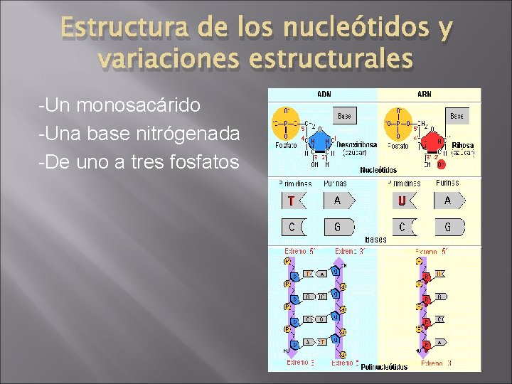 Estructura de los nucleótidos y variaciones estructurales -Un monosacárido -Una base nitrógenada -De uno