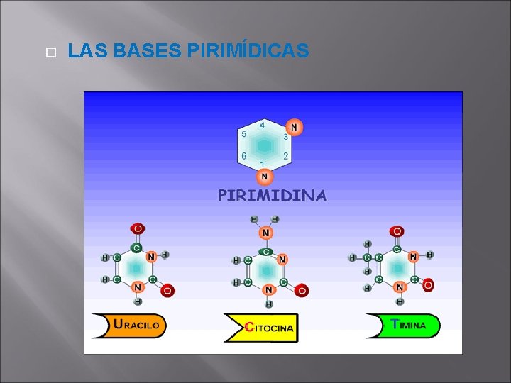  LAS BASES PIRIMÍDICAS 
