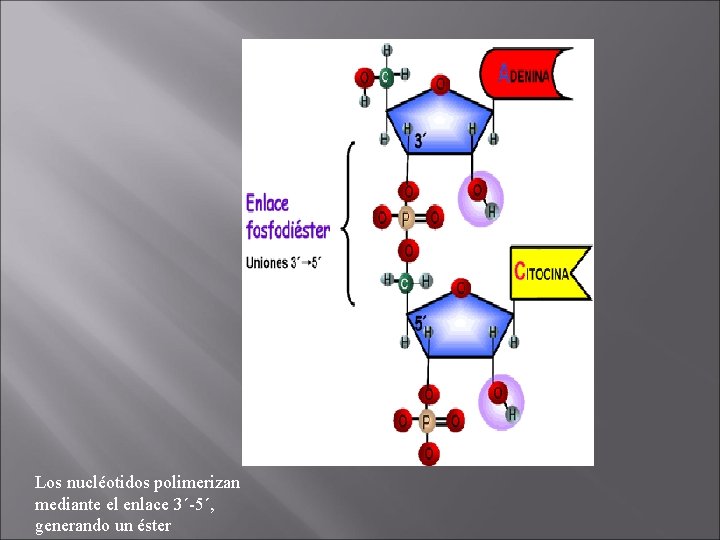 Los nucléotidos polimerizan mediante el enlace 3´-5´, generando un éster 