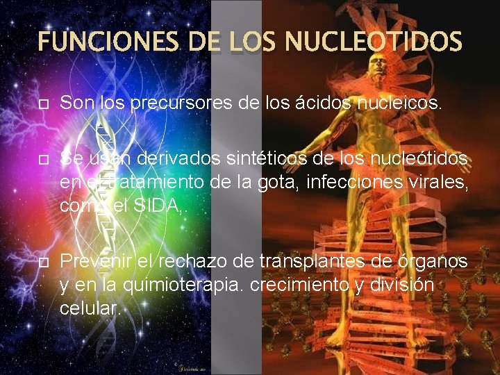 FUNCIONES DE LOS NUCLEOTIDOS Son los precursores de los ácidos nucleicos. Se usan derivados