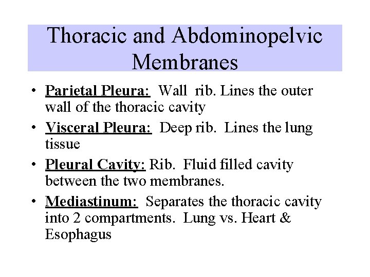 Thoracic and Abdominopelvic Membranes • Parietal Pleura: Wall rib. Lines the outer wall of