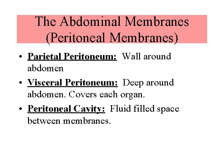 The Abdominal Membranes (Peritoneal Membranes) • Parietal Peritoneum: Wall around abdomen • Visceral Peritoneum: