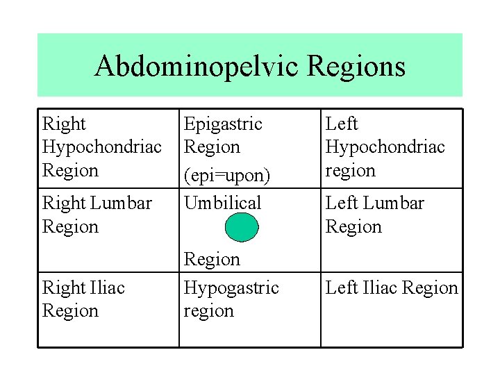 Abdominopelvic Regions Right Hypochondriac Region Right Lumbar Region Right Iliac Region Epigastric Region (epi=upon)