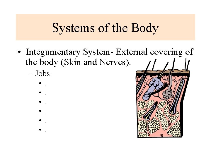Systems of the Body • Integumentary System- External covering of the body (Skin and