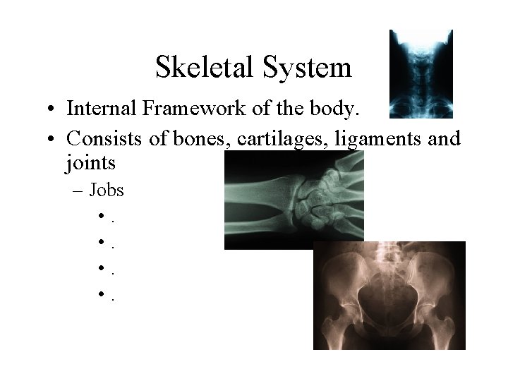 Skeletal System • Internal Framework of the body. • Consists of bones, cartilages, ligaments