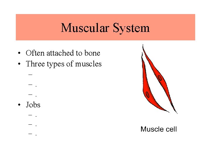 Muscular System • Often attached to bone • Three types of muscles – –.