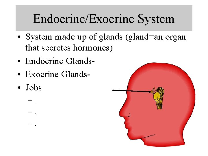 Endocrine/Exocrine System • System made up of glands (gland=an organ that secretes hormones) •