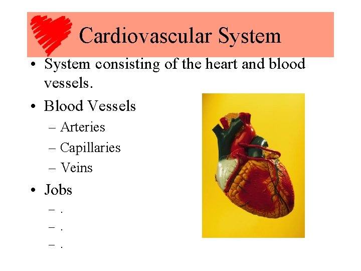 Cardiovascular System • System consisting of the heart and blood vessels. • Blood Vessels