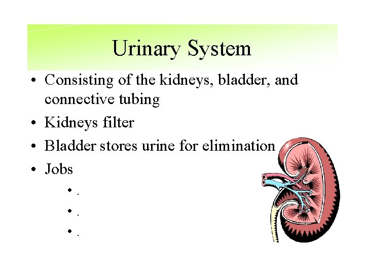 Urinary System • Consisting of the kidneys, bladder, and connective tubing • Kidneys filter