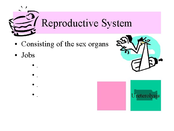 Reproductive System • Consisting of the sex organs • Jobs • . Ureterolysis 