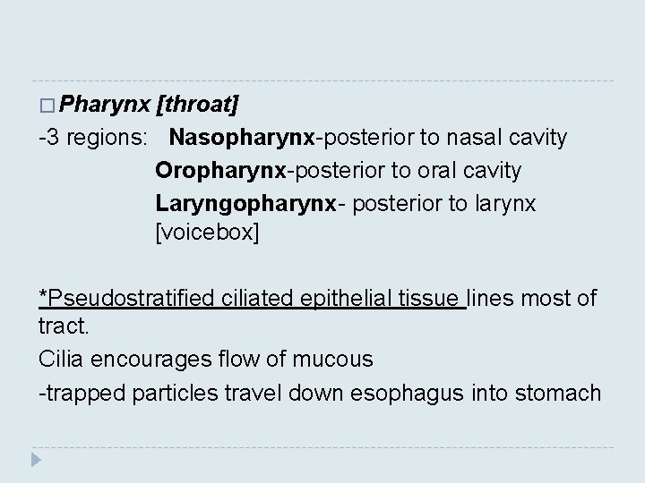 � Pharynx [throat] -3 regions: Nasopharynx-posterior to nasal cavity Oropharynx-posterior to oral cavity Laryngopharynx-