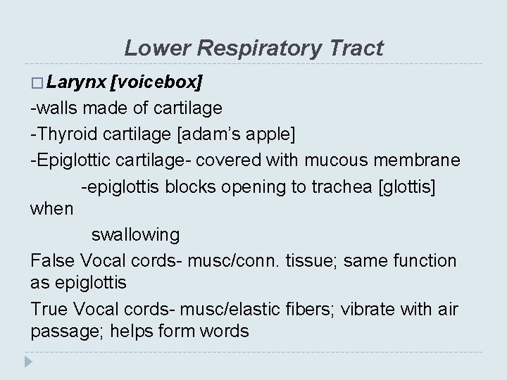 Lower Respiratory Tract � Larynx [voicebox] -walls made of cartilage -Thyroid cartilage [adam’s apple]