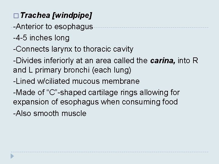 � Trachea [windpipe] -Anterior to esophagus -4 -5 inches long -Connects larynx to thoracic