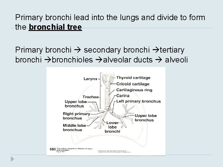 Primary bronchi lead into the lungs and divide to form the bronchial tree Primary