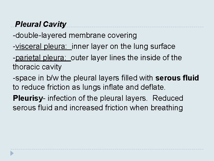 Pleural Cavity -double-layered membrane covering -visceral pleura: inner layer on the lung surface -parietal