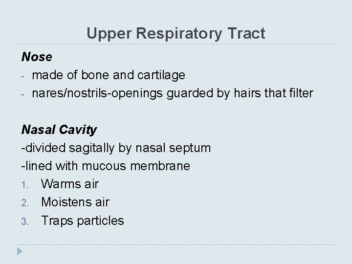 Upper Respiratory Tract Nose - made of bone and cartilage - nares/nostrils-openings guarded by