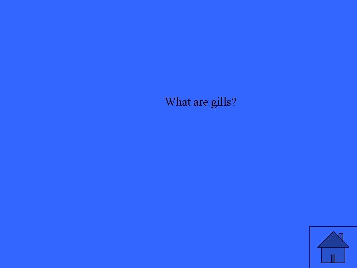 What are gills? 