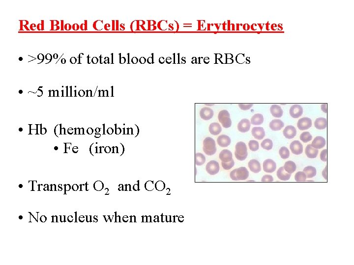 Red Blood Cells (RBCs) = Erythrocytes • >99% of total blood cells are RBCs