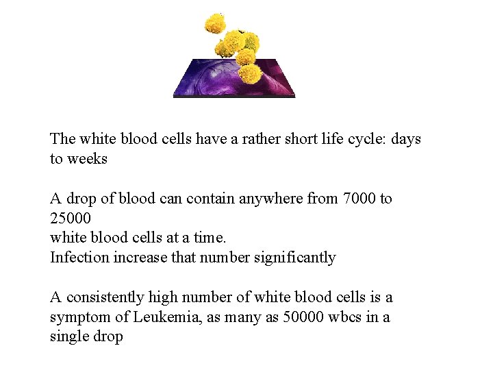The white blood cells have a rather short life cycle: days to weeks A