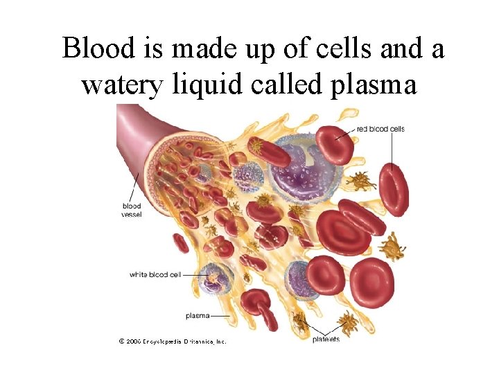 Blood is made up of cells and a watery liquid called plasma 