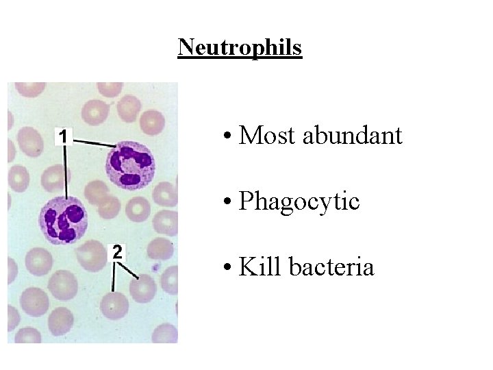 Neutrophils • Most abundant • Phagocytic • Kill bacteria 