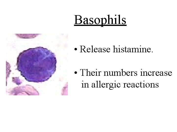 Basophils • Release histamine. • Their numbers increase in allergic reactions 
