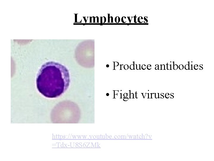 Lymphocytes • Produce antibodies • Fight viruses https: //www. youtube. com/watch? v =Tdx-U 8