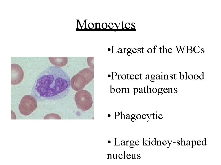 Monocytes • Largest of the WBCs • Protect against blood born pathogens • Phagocytic